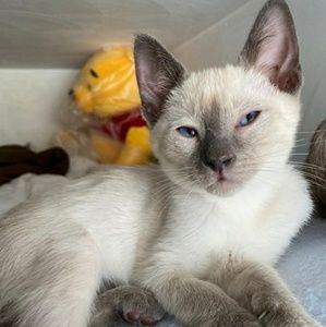 Meet your Posher, Angela